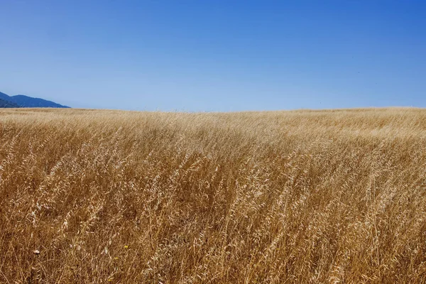 Trockenes Gras Über Dem Blauen Himmel Malerische Landschaft — Stockfoto