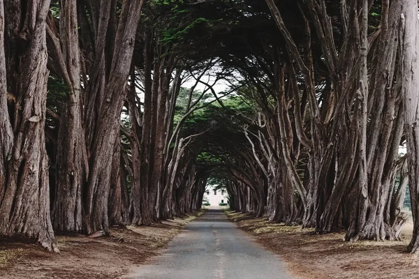 Cyprus tree tunnel with no people on a cloudy day