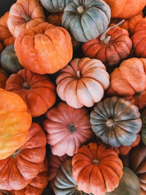 Sonbahar hasadı yakın plan, çeşitli turuncu balkabaklarıyla sonbahar arka plan.