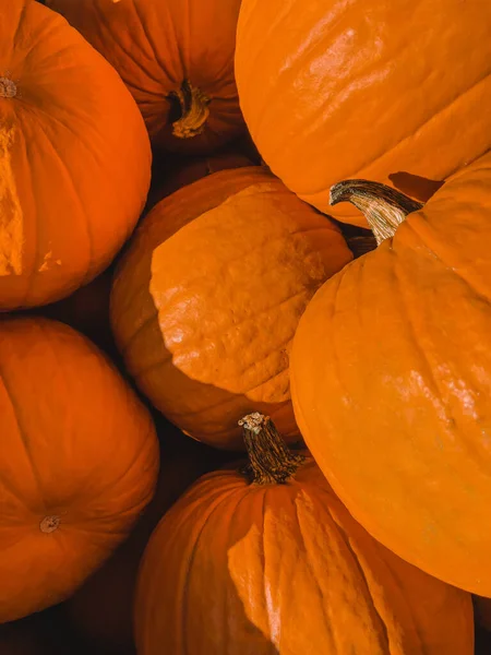 Autumn harvest, pumpkins for carving close-up, fall background