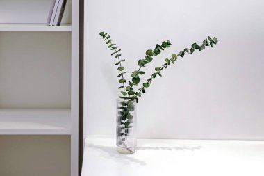 Minimalist modern iç mekan detayları, beyaz renkli oda, camdaki okaliptüs dalı.