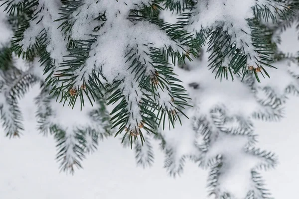 Boomtakken Bedekt Met Sneeuw Uitzicht Vanaf Top Winterachtergrond — Stockfoto