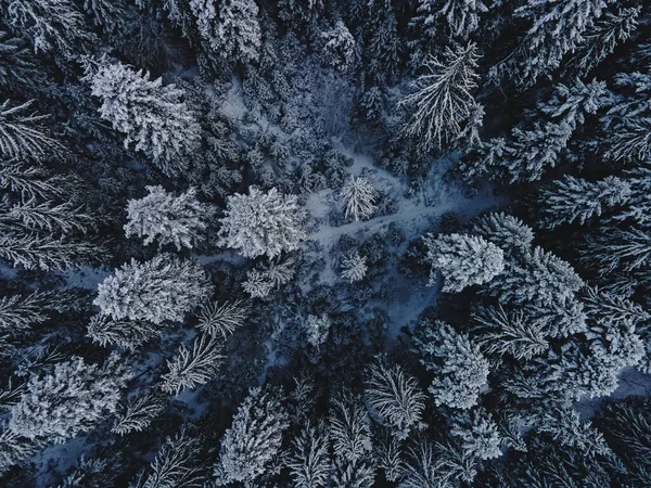 Vista Dall Alto Alti Pini Ricoperti Neve Foresta Invernale Innevata — Foto Stock