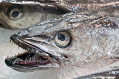 hake balık