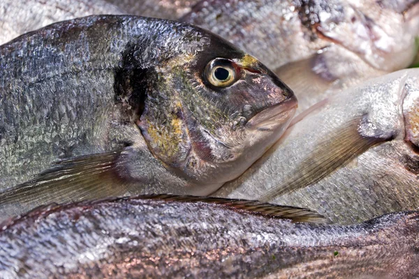 Ryby dorado — Zdjęcie stockowe