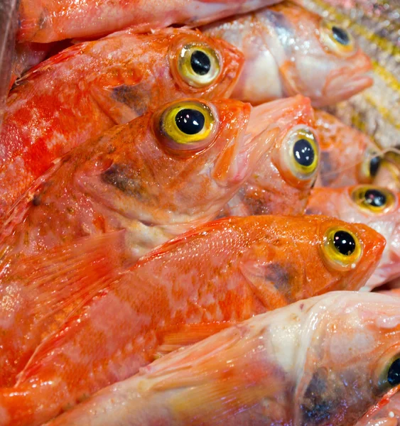 Pesce occhio giallo — Foto Stock