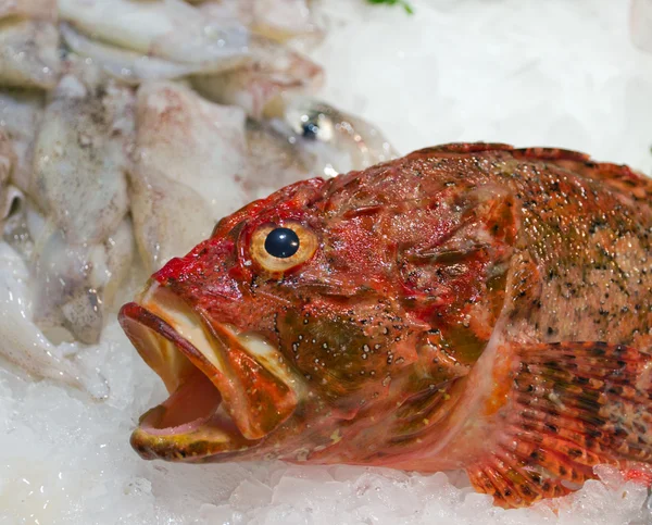 Roter Fisch — Stockfoto