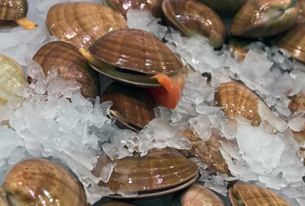 Conchas — Fotografia de Stock