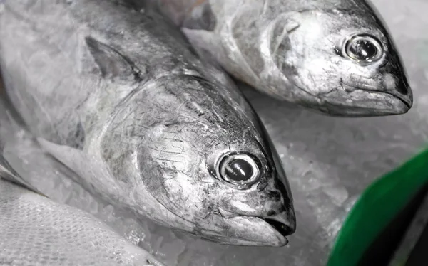 ton balığı/orkinos ve ton balığı