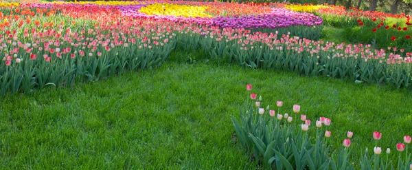 Flores de primavera — Fotografia de Stock