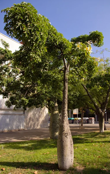 Corisia Árvore — Fotografia de Stock