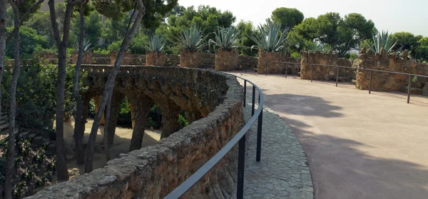 Cactussen in het park guell — Stockfoto