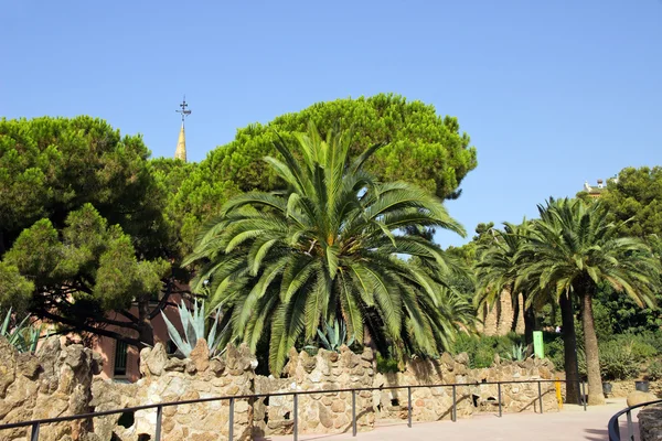 Palma nel parco Guell — Foto Stock