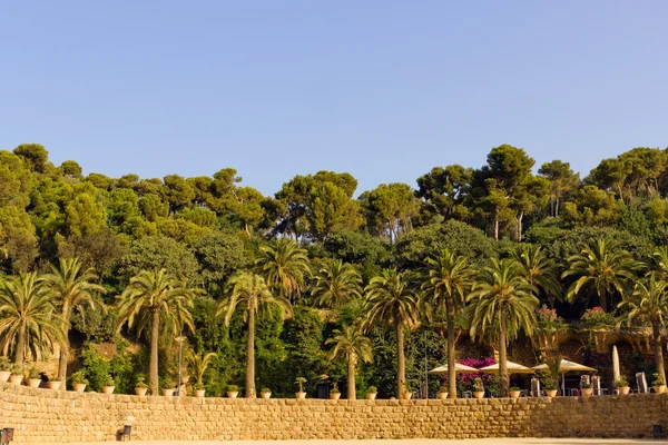 Palm in the wall park Guell — Stock Photo, Image
