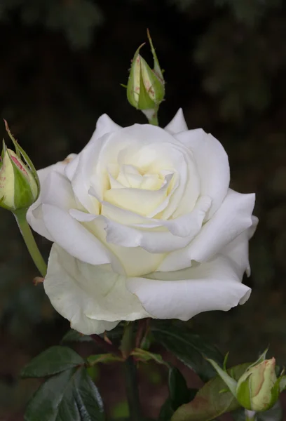 Pétales de rose blanche — Photo