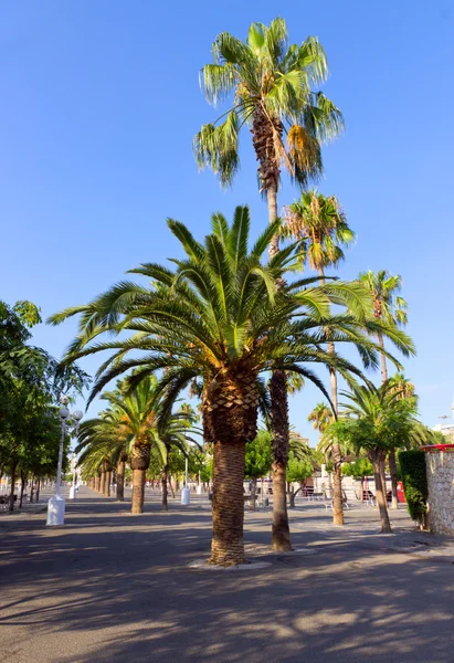 Palm trees — Stock Photo, Image