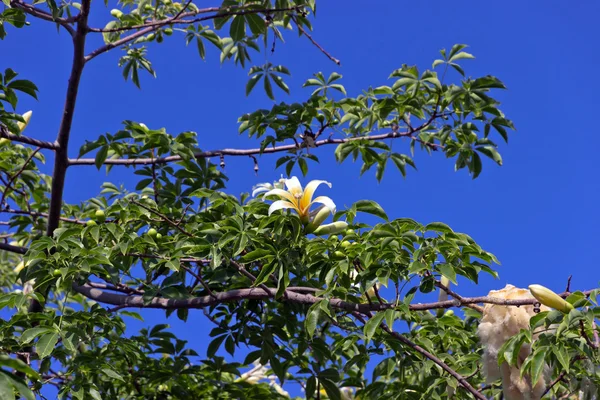 Bloeiende boom — Stockfoto