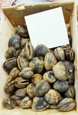 Scapharca subcrenata