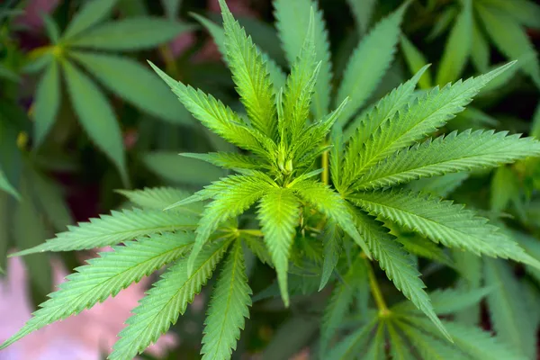 Hampa cannabis — Stockfoto