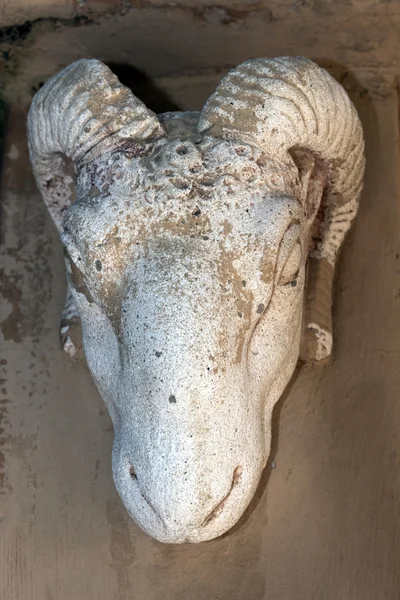 Голова барана — стоковое фото