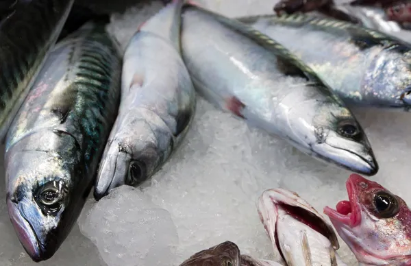 Fish in ice — Stock Photo, Image