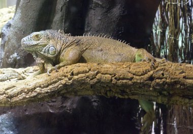 Iguana