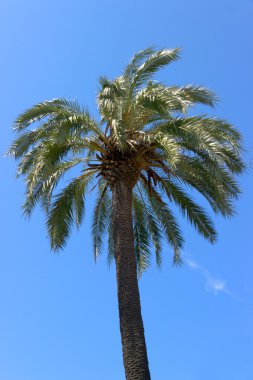 palmiye ağacı