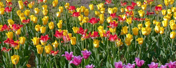 Tulpen geel — Stockfoto
