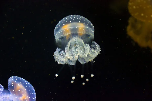 Jellyfish — Stock Photo, Image