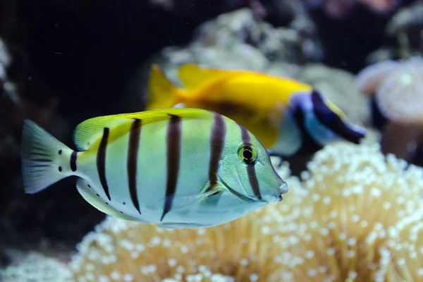 Pesce su una scogliera — Foto Stock