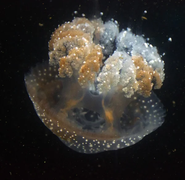 Life jellyfish — Stock Photo, Image