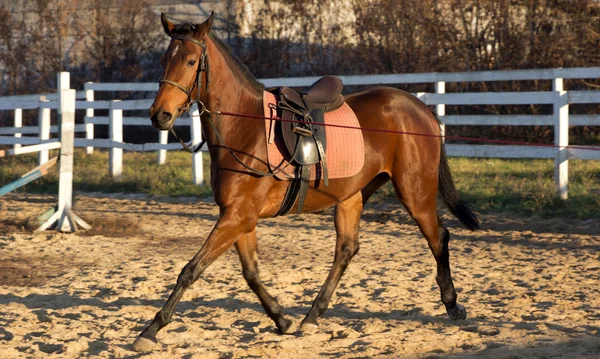 Cavalos castanhos — Fotografia de Stock
