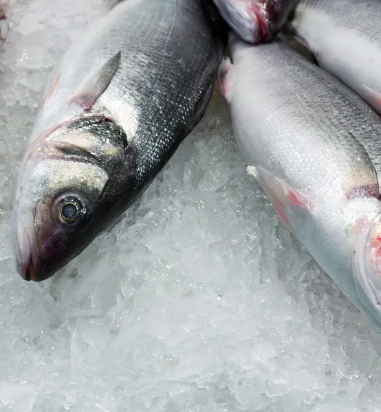 Heap fresh fish — Stock Photo, Image