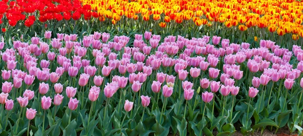 Jarní pole květina — Stock fotografie