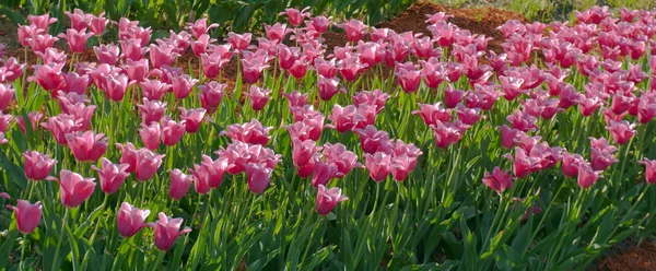 Våren blomma säng — Stockfoto