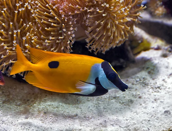 海の魚生命 — ストック写真