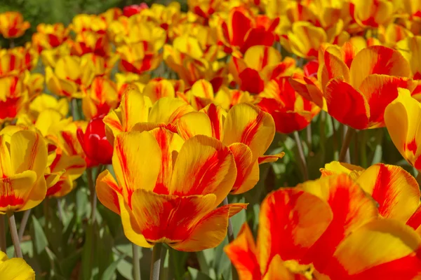 Giallo rosso fiore di primavera — Foto Stock