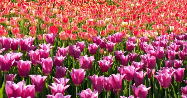 Tulipanes de flores — Foto de Stock