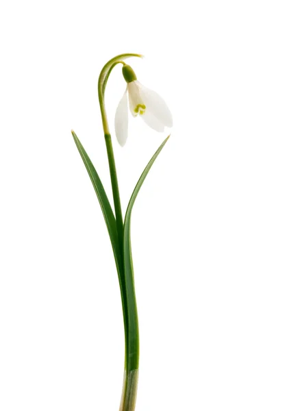 Snowdrop flower — Stock Photo, Image