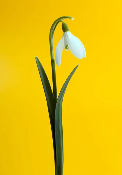 Kardelen çiçek — Stok fotoğraf