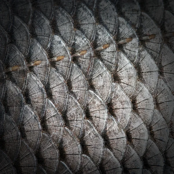 Fish scales — Stock Photo, Image