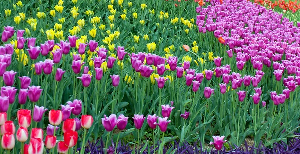 Tulipanes de flor crecen — Foto de Stock