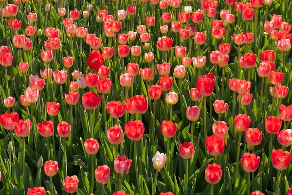 Red blossom tulips grow — Stock Photo, Image