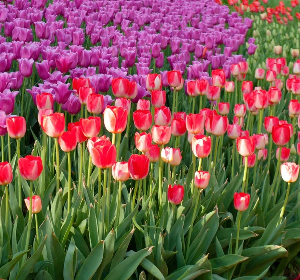 Rojo y púrpura de los tulipanes — Foto de Stock