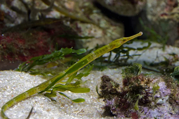 Needle fish — Stock Photo, Image