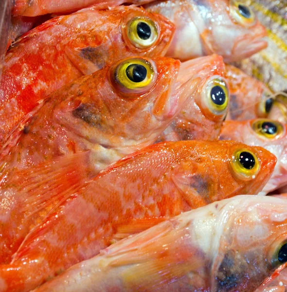 Pesce occhio giallo — Foto Stock