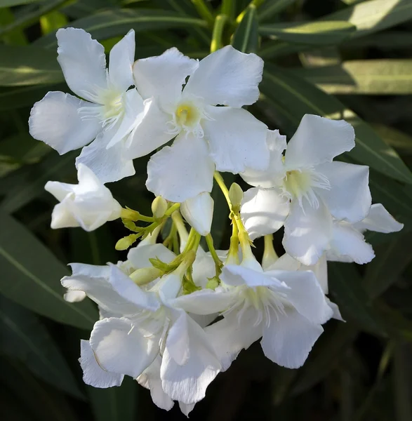 Hibiscus Fleurs blanc — Photo