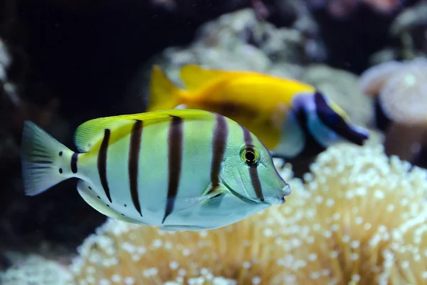 Fisch auf einem Riff — Stockfoto