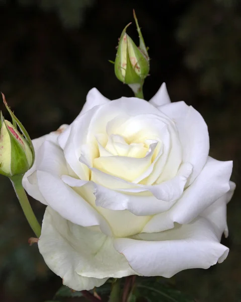 Fehér rózsaszirom — Stock Fotó