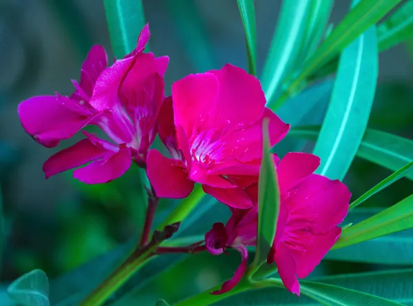 Квітка для Oleander — стокове фото